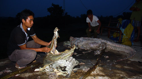 Cá sấu Xiêm: "Dấu chấm hết" đau đớn - 2
