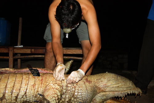 Cá sấu Xiêm: "Dấu chấm hết" đau đớn - 3