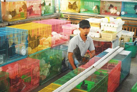 Thời gà kiểng lên ngôi (Kỳ 1) - 2