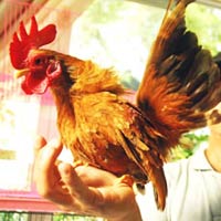 Tin Đà Nẵng - Thời gà kiểng lên ngôi (Kỳ 1)