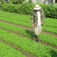 Tin tức trong ngày - Rau “bội thực” thuốc bảo vệ thực vật