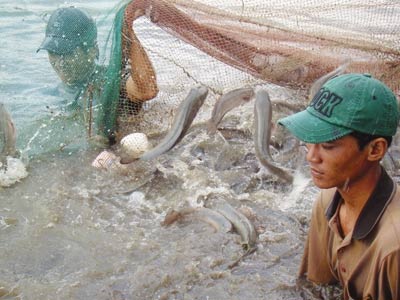 Chờ công văn chống lũ, dân trắng tay - 1