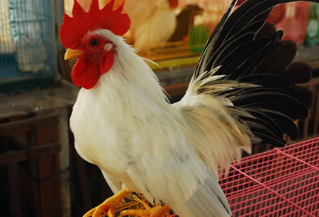 Thời gà kiểng lên ngôi (2) - 2