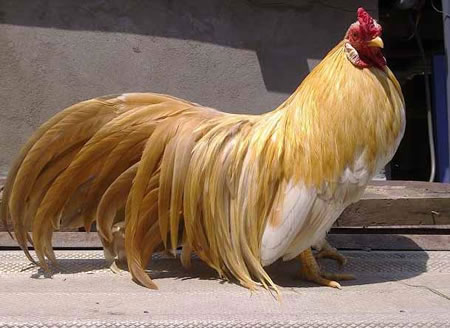 Thời gà kiểng lên ngôi (2) - 3