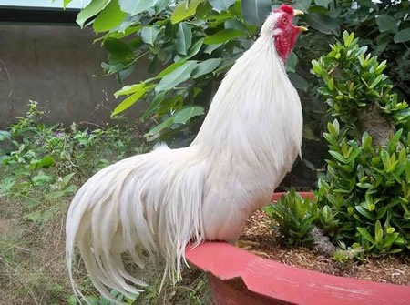 Thời gà kiểng lên ngôi (2) - 4