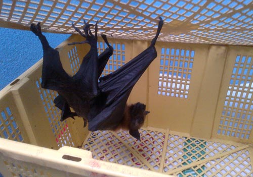 Quán nhậu thịt dơi "đe dọa" chùa Dơi - 2