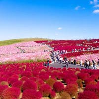 Du lịch - Lạc vào thiên đường hoa ở 'xứ sở mặt trời mọc'