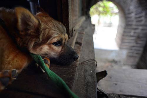 Nhà "chuồng chim" trong kinh thành Huế - 2