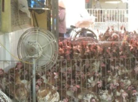 Món ăn từ gia cầm: Dân bao giờ… hết sợ? - 2