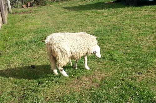 Video: Cừu lộn đầu gây tò mò - 1
