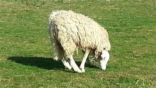Video: Cừu lộn đầu gây tò mò - 2