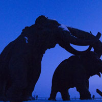 Tin tức trong ngày - Xác ướp voi ma mút còn nguyên "cậu nhỏ"