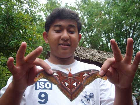 Phát hiện bướm khế "cực hiếm" ở Sóc Trăng - 2