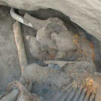 Phi thường - kỳ quặc - Cậu bé 11 tuổi phát hiện voi ma mút