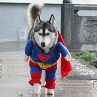 Chồng - Vợ, ai giỏi "lừa" hơn ai? - 3