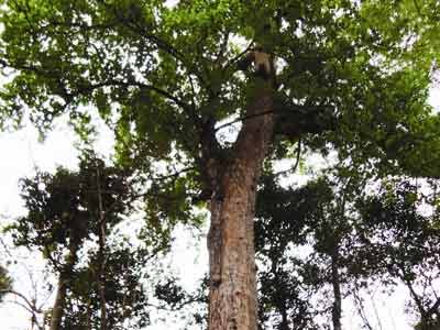 Lên đại ngàn tìm "quái vật bí hiểm nhất" - 3