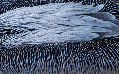 Ảnh đẹp: Chó lướt ván trên bãi biển - 8