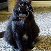 Tin tức trong ngày - Những phát minh khoa học "gàn dở" nhất