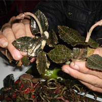 Thị trường - Tiêu dùng - Đổ xô hái Kim Cương bán sang Trung Quốc