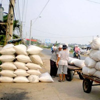 Thị trường - Tiêu dùng - Giá lúa gạo tiếp tục đi xuống