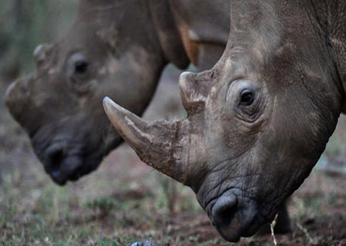 Người Việt bị cấm săn tê giác ở Nam Phi - 1