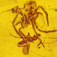 Tin tức trong ngày - Tìm thấy nhện săn mồi chết cứng 100 triệu năm