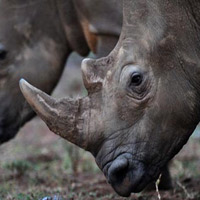 Tin tức trong ngày - Người Việt bị cấm săn tê giác ở Nam Phi