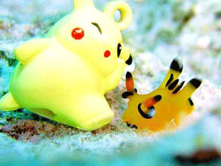Loài sên biển giống hệt Pokémon - 1