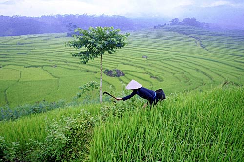 Ruộng bậc thang miền sơn cước Pù Luông - 5