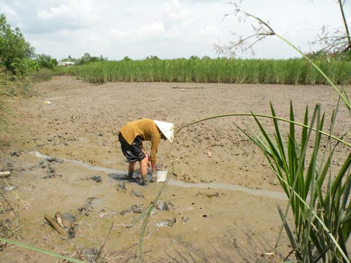 Còng ngon vương bóng mẹ - 2