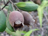 Tin tức trong ngày - Lạng Sơn: Dân đổ xô lên rừng đào rễ sim