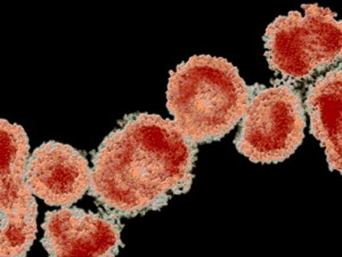 Virus corona không lây từ người qua người - 1