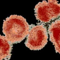 Virus corona không lây từ người qua người