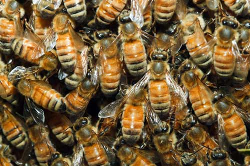 4 phương pháp làm đẹp "sởn da gà" - 4