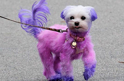 Ngắm cún cưng dễ thương của các siêu mẫu - 8