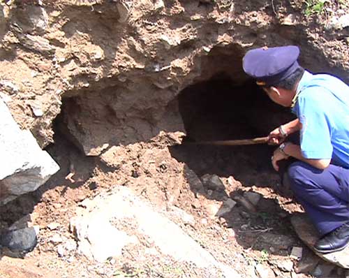 Đào nát quốc lộ tìm... gỗ sưa - 2