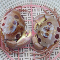 Ẩm thực - Đến đảo Phú Quý săn cua Mặt trăng