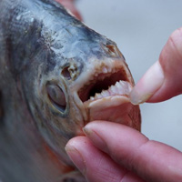 Phi thường - kỳ quặc - Bắt được "cá ăn thịt người" tại TQ