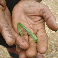 Tin tức trong ngày - “Bùa yêu” ở chốn thâm sơn cùng cốc