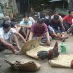 Cần Thơ: Lại triệt phá ổ đá gà ăn tiền