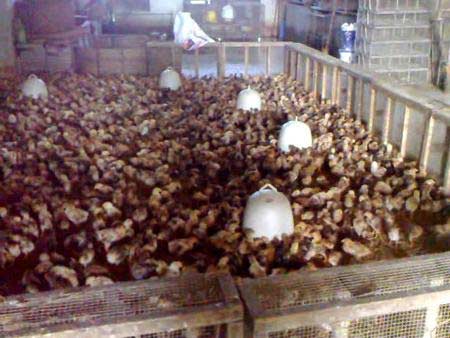 Bóc trần những đường dây nhập lậu gà giống - 2