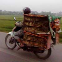 Tin tức trong ngày - Bóc trần những đường dây nhập lậu gà giống