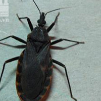 Tin tức trong ngày - Lại bắt được bọ xít hút máu người ở Quy Nhơn