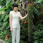 Chuối nghìn trái lại mọc ở Cần Thơ