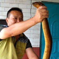 Phi thường - kỳ quặc - Con mương đầy "lươn thần" ở Trung Quốc