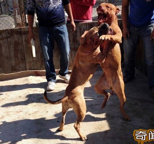 700 triệu một trận chọi… chó - 2