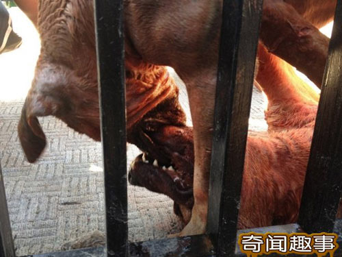 700 triệu một trận chọi… chó - 5