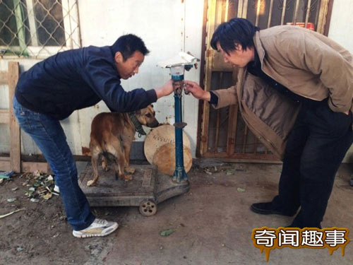 700 triệu một trận chọi… chó - 3