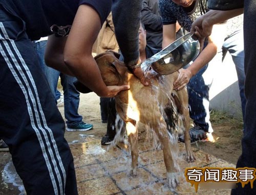 700 triệu một trận chọi… chó - 4