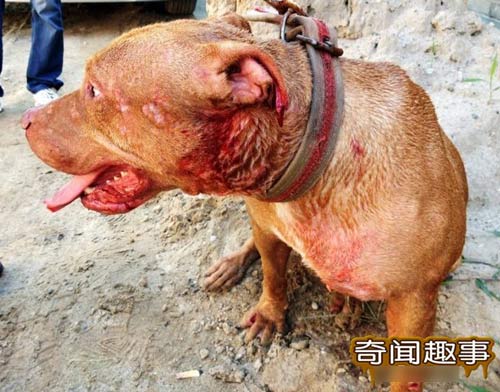 700 triệu một trận chọi… chó - 9